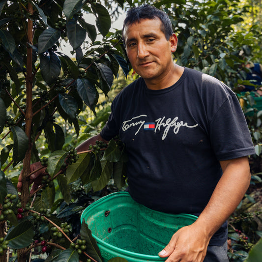 A Farm Member harvesting coffee at Felipe Estela Farm