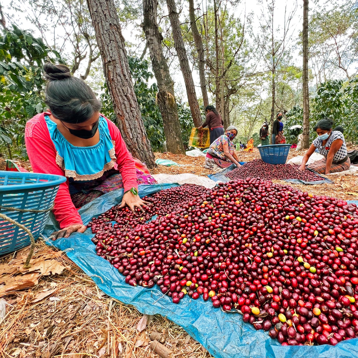 Guatemala Santa Felisa Red Pache