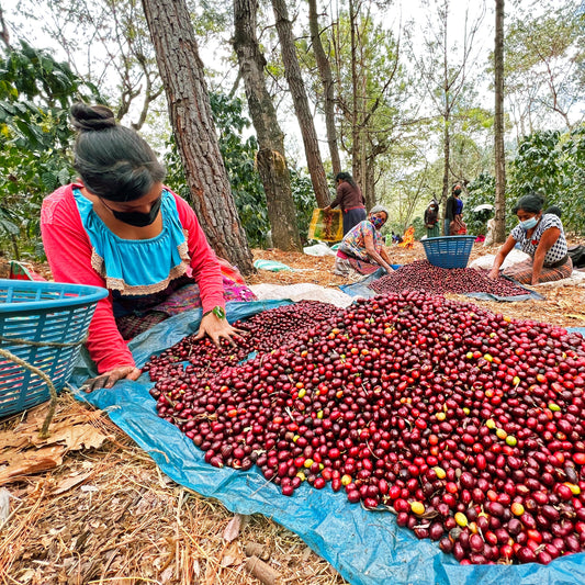 Guatemala Santa Felisa Red Pache